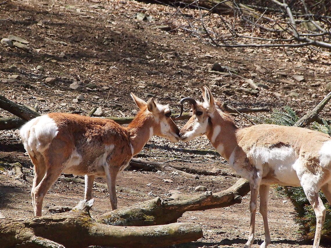 Pronghorn (Antilocapra americana)  Animal,Antilocapra,Antilocapra americana,Antilocapridae,Artiodactyla,Bridgeport,Connecticut,Connecticut's Beardsley Zoo,Even-toed ungulate,Geotagged,Mammal,Nature,Pronghorn,United States,United States of America,Vertebrate,Zoo