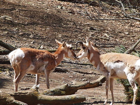 Pronghorn (Antilocapra americana)  Animal,Antilocapra,Antilocapra americana,Antilocapridae,Artiodactyla,Bridgeport,Connecticut,Connecticut's Beardsley Zoo,Even-toed ungulate,Geotagged,Mammal,Nature,Pronghorn,United States,United States of America,Vertebrate,Zoo
