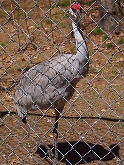 Sandhill Crane (Grus canadensis)  Animal,Bird,Bridgeport,Connecticut,Connecticut's Beardsley Zoo,Crane,Geotagged,Gruidae,Gruiformes,Grus,Grus canadensis,Nature,Sandhill Crane,United States,United States of America,Vertebrate,Zoo