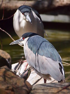 Black-crowned Night-Heron (Nycticorax nycticorax)  Animal,Ardeidae,Bird,Black-crowned Night-Heron,Black-crowned night heron,Bridgeport,Connecticut,Connecticut's Beardsley Zoo,Geotagged,Heron,Nature,Night Heron,Nycticorax,Nycticorax nycticorax,Pelecaniformes,United States,United States of America,Vertebrate,Zoo