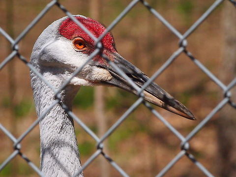 Sandhill Crane (Grus canadensis)  Animal,Bird,Bridgeport,Connecticut,Connecticut's Beardsley Zoo,Crane,Geotagged,Gruidae,Gruiformes,Grus,Grus canadensis,Nature,Sandhill Crane,United States,United States of America,Vertebrate,Zoo
