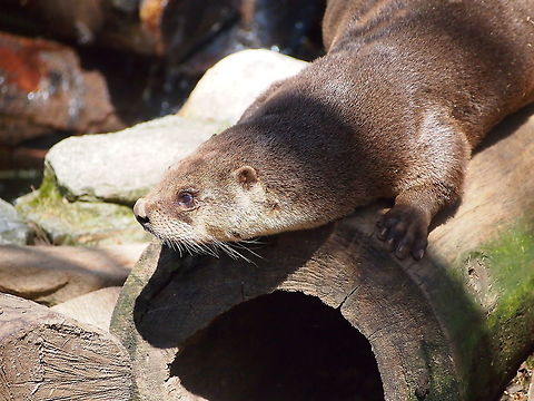 North American River Otter (Lontra canadensis)  Animal,Bridgeport,Carnivora,Connecticut,Connecticut's Beardsley Zoo,Geotagged,Lontra,Lontra canadensis,Lutrinae,Mammal,Mustelidae,Nature,North American River Otter,North American river otter,Otter,United States,United States of America,Vertebrate,Winter,Zoo