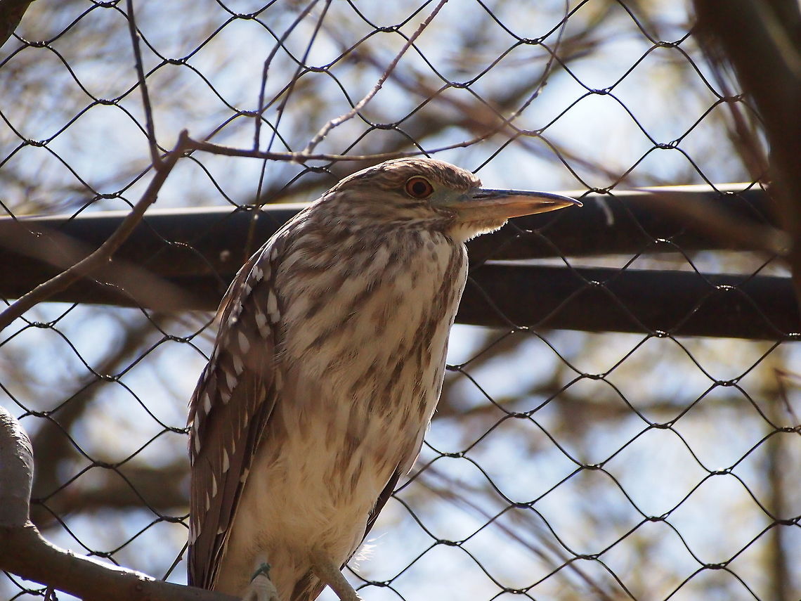 Black-crowned Night-Heron (Nycticorax nycticorax)  Animal,Ardeidae,Bird,Black-crowned Night-Heron,Black-crowned night heron,Bridgeport,Connecticut,Connecticut's Beardsley Zoo,Geotagged,Heron,Juvenile,Nature,Night Heron,Nycticorax,Nycticorax nycticorax,Pelecaniformes,United States,United States of America,Vertebrate,Winter