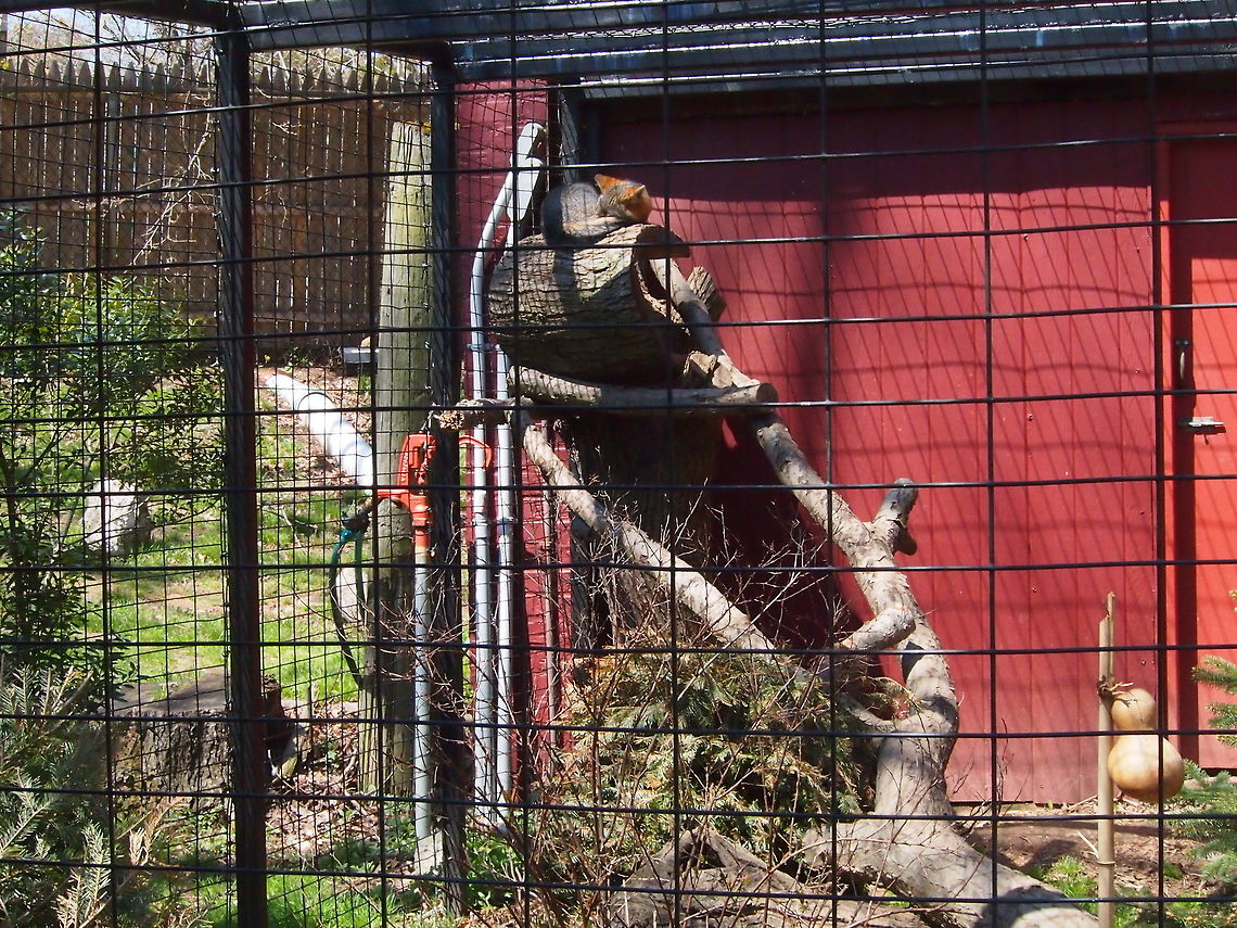 Gray Fox (Urocyon cinereoargenteus)  Animal,Bridgeport,Canidae,Carnivora,Connecticut,Connecticut's Beardsley Zoo,Fox,Geotagged,Gray fox,Mammal,Nature,United States,United States of America,Urocyon,Urocyon cinereoargenteus,Vertebrate,Winter,Zoo