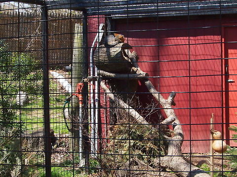 Gray Fox (Urocyon cinereoargenteus)  Animal,Bridgeport,Canidae,Carnivora,Connecticut,Connecticut's Beardsley Zoo,Fox,Geotagged,Gray fox,Mammal,Nature,United States,United States of America,Urocyon,Urocyon cinereoargenteus,Vertebrate,Winter,Zoo