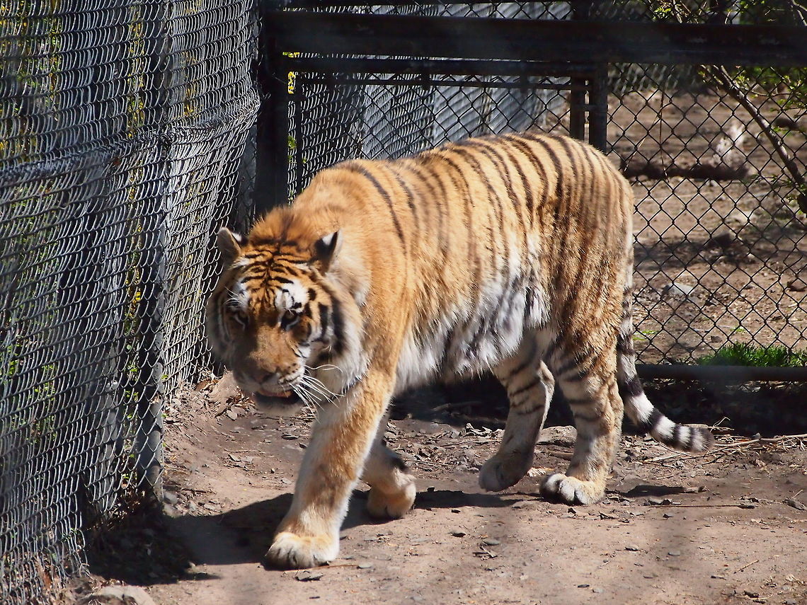 Siberian Tiger (Panthera tigris altaica)  Amur Tiger,Animal,Bridgeport,Carnivora,Cat,Connecticut,Connecticut's Beardsley Zoo,Felidae,Mammal,Nature,Panthera,Panthera tigris,Panthera tigris altaica,Pantherinae,Siberian Tiger,Siberian tiger,Tiger,United States,United States of America,Vertebrate