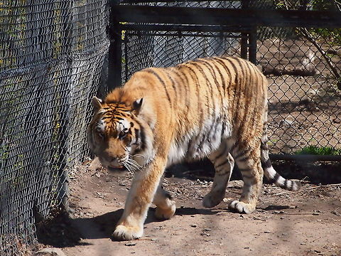 Siberian Tiger (Panthera tigris altaica)  Amur Tiger,Animal,Bridgeport,Carnivora,Cat,Connecticut,Connecticut's Beardsley Zoo,Felidae,Mammal,Nature,Panthera,Panthera tigris,Panthera tigris altaica,Pantherinae,Siberian Tiger,Siberian tiger,Tiger,United States,United States of America,Vertebrate