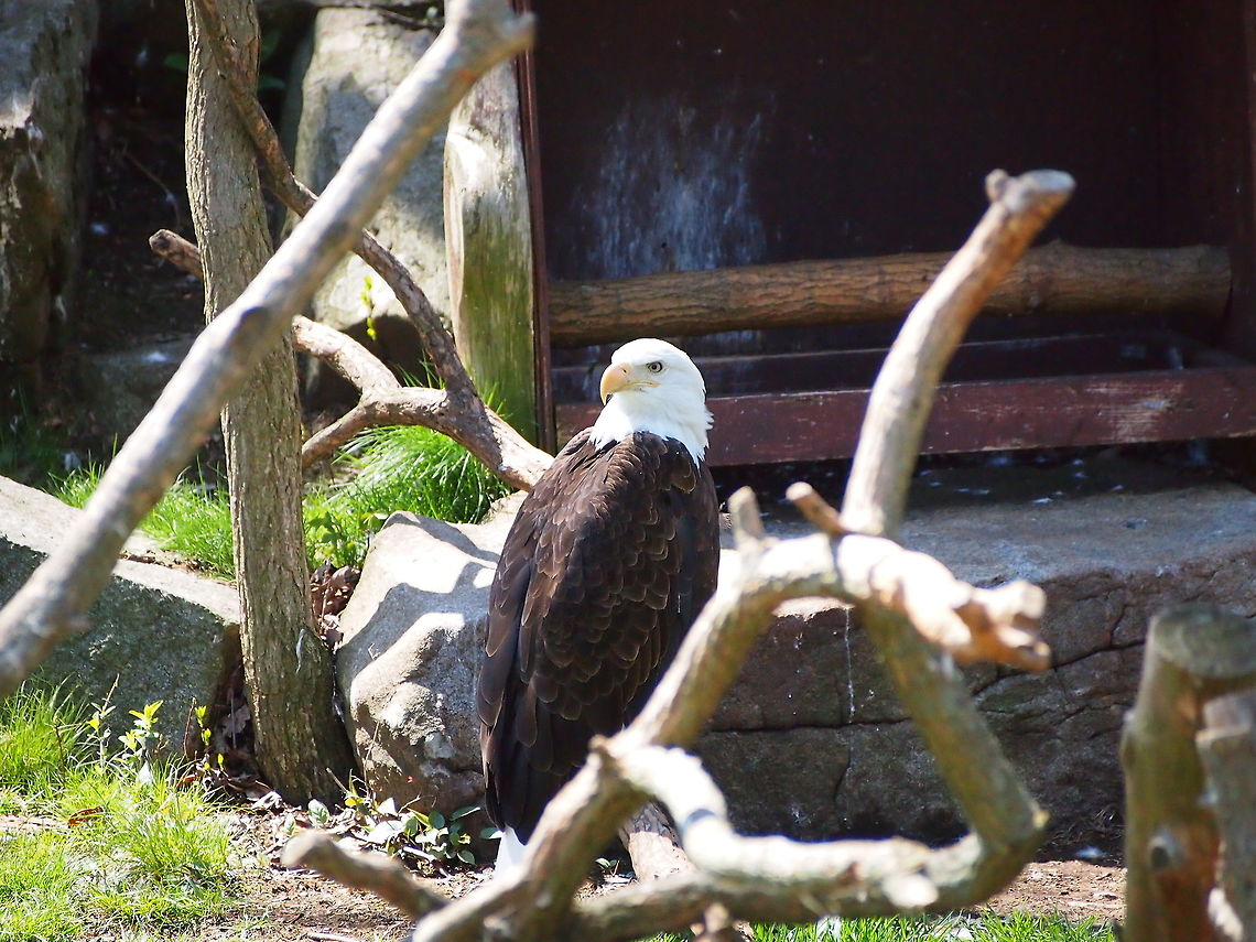 Bald Eagle (Haliaeetus leucocephalus)  Accipitridae,Accipitriformes,Animal,Bald Eagle,Bird,Bridgeport,Connecticut,Connecticut's Beardsley Zoo,Eagle,Geotagged,Haliaeetus,Haliaeetus leucocephalus,Nature,Sea Eagle,United States,United States of America,Vertebrate,Winter,Zoo
