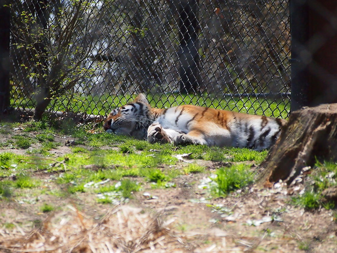 Siberian Tiger (Panthera tigris altaica)  Amur Tiger,Animal,Bridgeport,Carnivora,Cat,Connecticut,Connecticut's Beardsley Zoo,Felidae,Mammal,Nature,Panthera,Panthera tigris,Panthera tigris altaica,Pantherinae,Siberian Tiger,Siberian tiger,Tiger,United States,United States of America,Vertebrate