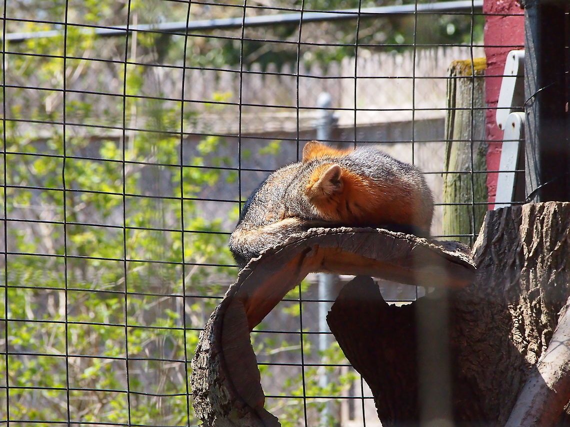 Gray Fox (Urocyon cinereoargenteus)  Animal,Bridgeport,Canidae,Carnivora,Connecticut,Connecticut's Beardsley Zoo,Fox,Geotagged,Gray fox,Mammal,Nature,United States,United States of America,Urocyon,Urocyon cinereoargenteus,Vertebrate,Winter,Zoo
