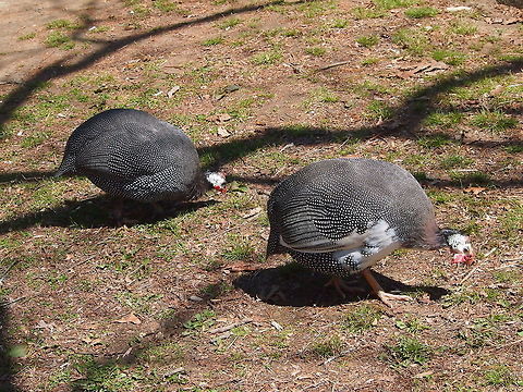 Helmeted Guineafowl (Numida meleagris)  Animal,Bird,Bridgeport,Connecticut,Connecticut's Beardsley Zoo,Galliformes,Geotagged,Guinea Fowl,Helmeted Guineafowl,Nature,Numida meleagris,Numidinae,United States,United States of America,Vertebrate,Winter,Zoo