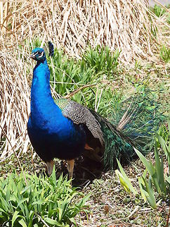 Indian Blue Peafowl (Pavo cristatus)  Animal,Bird,Bridgeport,Connecticut,Connecticut's Beardsley Zoo,Galliformes,Geotagged,Indian Blue Peafowl,Indian peafowl,Nature,Pavo,Pavo cristatus,Peafowl,Phasianidae,United States,United States of America,Vertebrate,Zoo