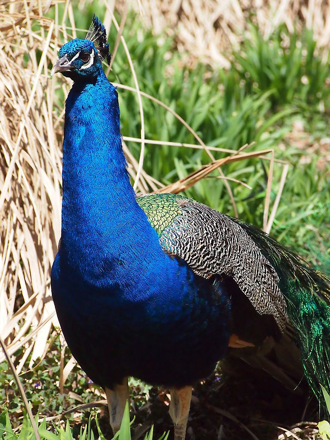 Indian Blue Peafowl (Pavo cristatus)  Animal,Bird,Bridgeport,Connecticut,Connecticut's Beardsley Zoo,Galliformes,Geotagged,Indian Blue Peafowl,Indian peafowl,Nature,Pavo,Pavo cristatus,Peafowl,Phasianidae,United States,United States of America,Vertebrate,Zoo