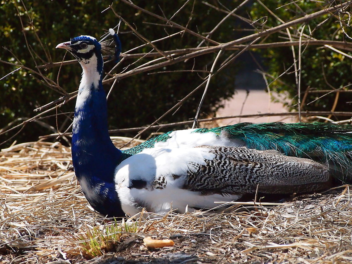 Indian Blue Peafowl (Pavo cristatus)  Animal,Bird,Bridgeport,Connecticut,Connecticut's Beardsley Zoo,Galliformes,Geotagged,Indian Blue Peafowl,Indian peafowl,Nature,Pavo,Pavo cristatus,Peafowl,Phasianidae,United States,United States of America,Vertebrate,Winter,Zoo