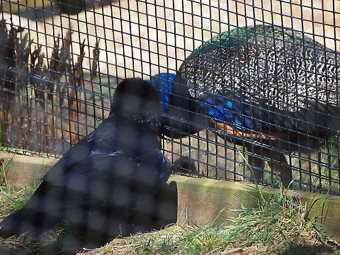 Common Raven (Corvus corax) vs Indian Blue Peafowl (Pavo cristatus) Quoth the raven, "Get off my lawn you darn peacock!" Animal,Bird,Bridgeport,Common Raven,Common raven,Connecticut,Connecticut's Beardsley Zoo,Corvidae,Corvus,Corvus corax,Crow,Galliformes,Indian Blue Peafowl,Nature,Passeri,Passeriformes,Pavo,Pavo cristatus,Peafowl,Perching Bird