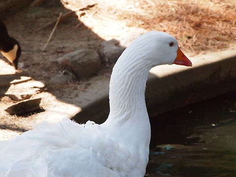 Sebastopol Goose (Anser anser)  Anatidae,Animal,Anser,Anser anser,Anseriformes,Anserini,Bird,Bridgeport,Connecticut,Connecticut's Beardsley Zoo,Geotagged,Goose,Grey Goose,Greylag Goose,Greylag goose,Nature,Sebastopol Goose,United States,United States of America,Vertebrate