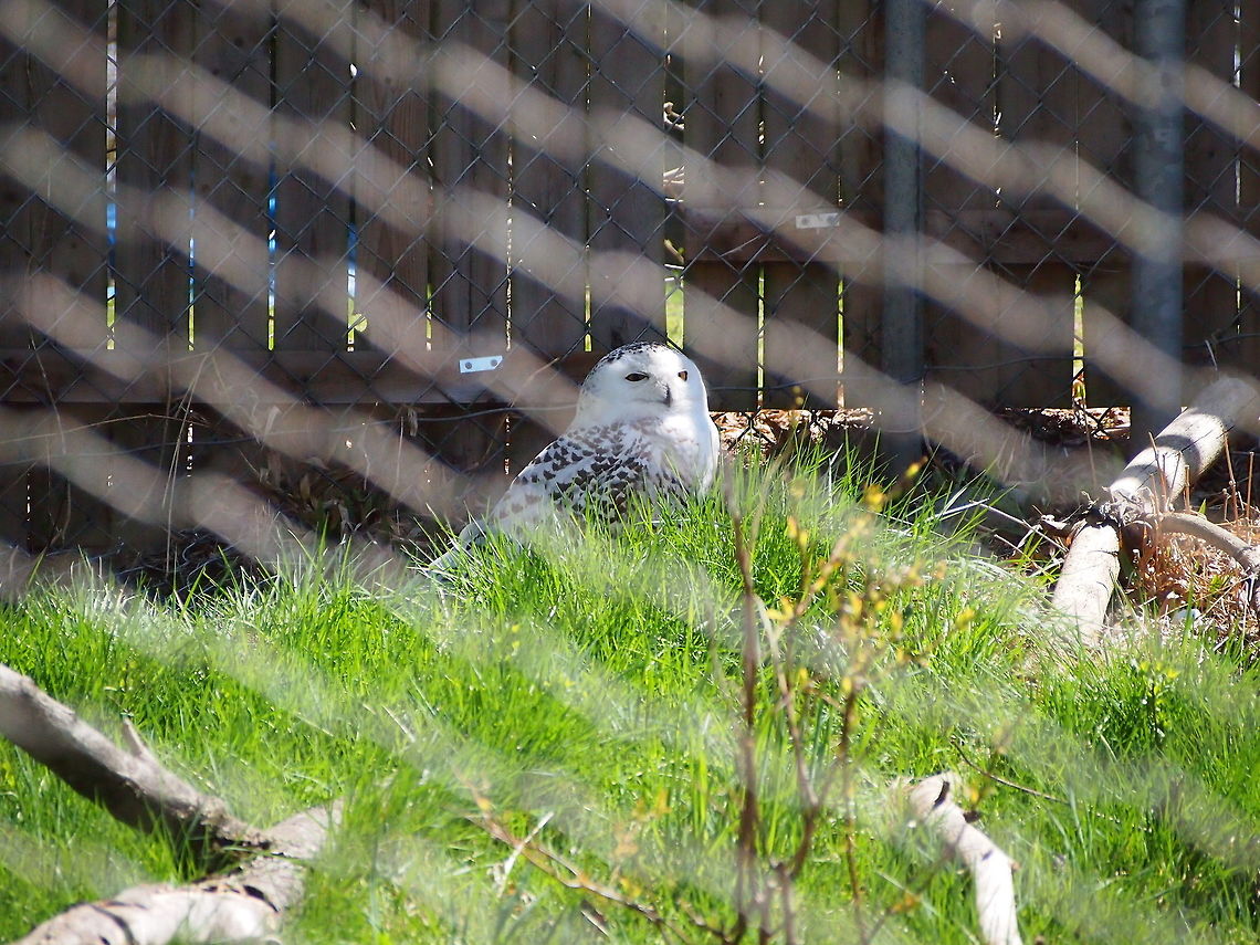 Snowy Owl (Bubo Scandiacus)  Animal,Bird,Bridgeport,Bubo,Bubo scandiacus,Connecticut,Connecticut's Beardsley Zoo,Geotagged,Horned Owl,Nature,Owl,Snowy Owl,Strigidae,Strigiformes,True Owl,United States,United States of America,Vertebrate,Winter,Zoo