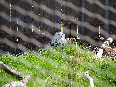 Snowy Owl (Bubo Scandiacus)  Animal,Bird,Bridgeport,Bubo,Bubo scandiacus,Connecticut,Connecticut's Beardsley Zoo,Geotagged,Horned Owl,Nature,Owl,Snowy Owl,Strigidae,Strigiformes,True Owl,United States,United States of America,Vertebrate,Winter,Zoo