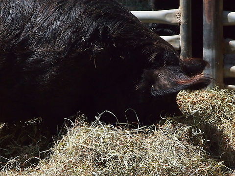 Guinea Hog (Sus scrofa)  Animal,Artiodactyla,Bridgeport,Connecticut,Connecticut's Beardsley Zoo,Even-toed ungulate,Geotagged,Guinea Hog,Hog,Mammal,Nature,Pig,Razorback,Suidae,Sus,Sus scrofa,United States,United States of America,Vertebrate,Wild Boar