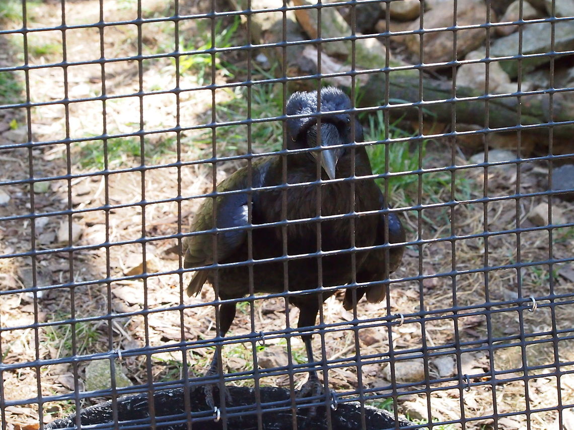 Angry caged common raven (Corvus corax) &quot;You&#039;re lucky I&#039;m locked up in here, or I&#039;d peck your eyes out!&quot; Animal,Bird,Bridgeport,Common Raven,Common raven,Connecticut,Connecticut's Beardsley Zoo,Corvidae,Corvus,Corvus corax,Crow,Geotagged,Nature,Passeri,Passeriformes,Perching Bird,Songbird,United States,United States of America,Vertebrate