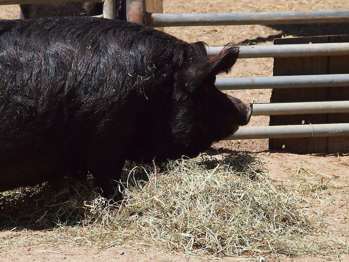 Guinea Hog (Sus scrofa)  Animal,Artiodactyla,Bridgeport,Connecticut,Connecticut's Beardsley Zoo,Even-toed ungulate,Geotagged,Guinea Hog,Hog,Mammal,Nature,Pig,Razorback,Suidae,Sus,Sus scrofa,United States,United States of America,Vertebrate,Wild Boar