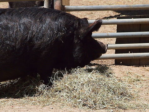 Guinea Hog (Sus scrofa)  Animal,Artiodactyla,Bridgeport,Connecticut,Connecticut's Beardsley Zoo,Even-toed ungulate,Geotagged,Guinea Hog,Hog,Mammal,Nature,Pig,Razorback,Suidae,Sus,Sus scrofa,United States,United States of America,Vertebrate,Wild Boar