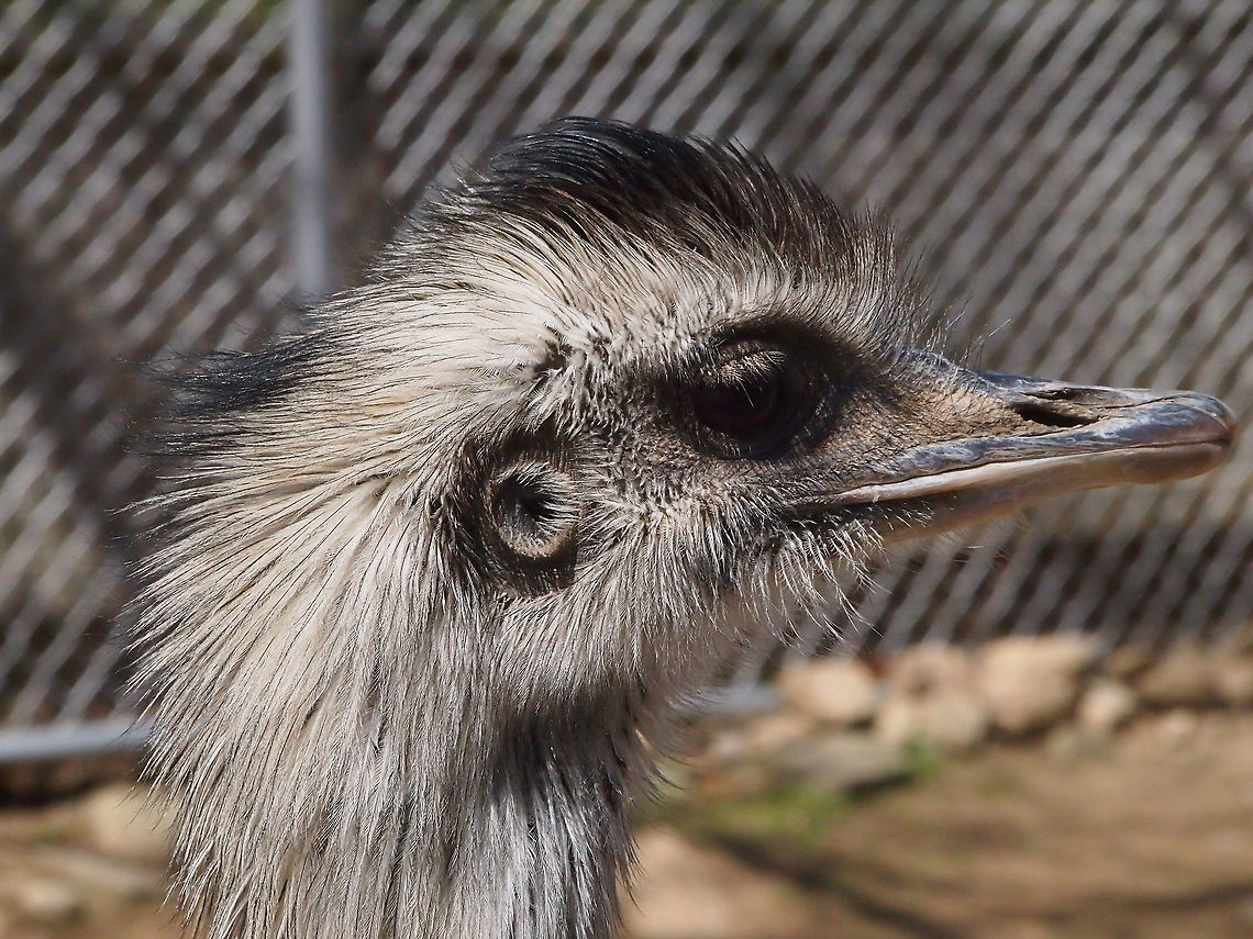 Greater Rhea (Rhea Americana)  Animal,Bird,Bridgeport,Connecticut,Connecticut's Beardsley Zoo,Geotagged,Greater Rhea,Nature,Rhea,Rhea americana,Rheidae,Rheiformes,United States,United States of America,Vertebrate,Winter,Zoo