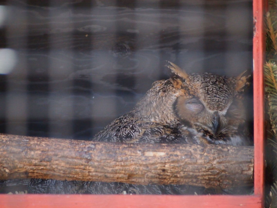 Sleepy Great Horned Owl (Bubo virginianus) &quot;Can&#039;t you people see it&#039;s day time? Go to bed!&quot; Animal,Bird,Bridgeport,Bubo,Bubo virginianus,Connecticut,Connecticut's Beardsley Zoo,Geotagged,Great Horned Owl,Horned Owl,Nature,Owl,Strigidae,Strigiformes,True Owl,United States,United States of America,Vertebrate,Winter,Zoo