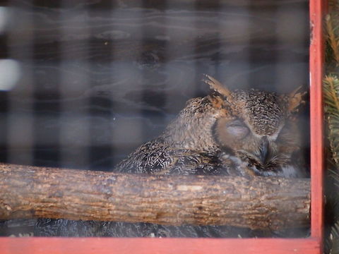 Sleepy Great Horned Owl (Bubo virginianus) "Can't you people see it's day time? Go to bed!" Animal,Bird,Bridgeport,Bubo,Bubo virginianus,Connecticut,Connecticut's Beardsley Zoo,Geotagged,Great Horned Owl,Horned Owl,Nature,Owl,Strigidae,Strigiformes,True Owl,United States,United States of America,Vertebrate,Winter,Zoo