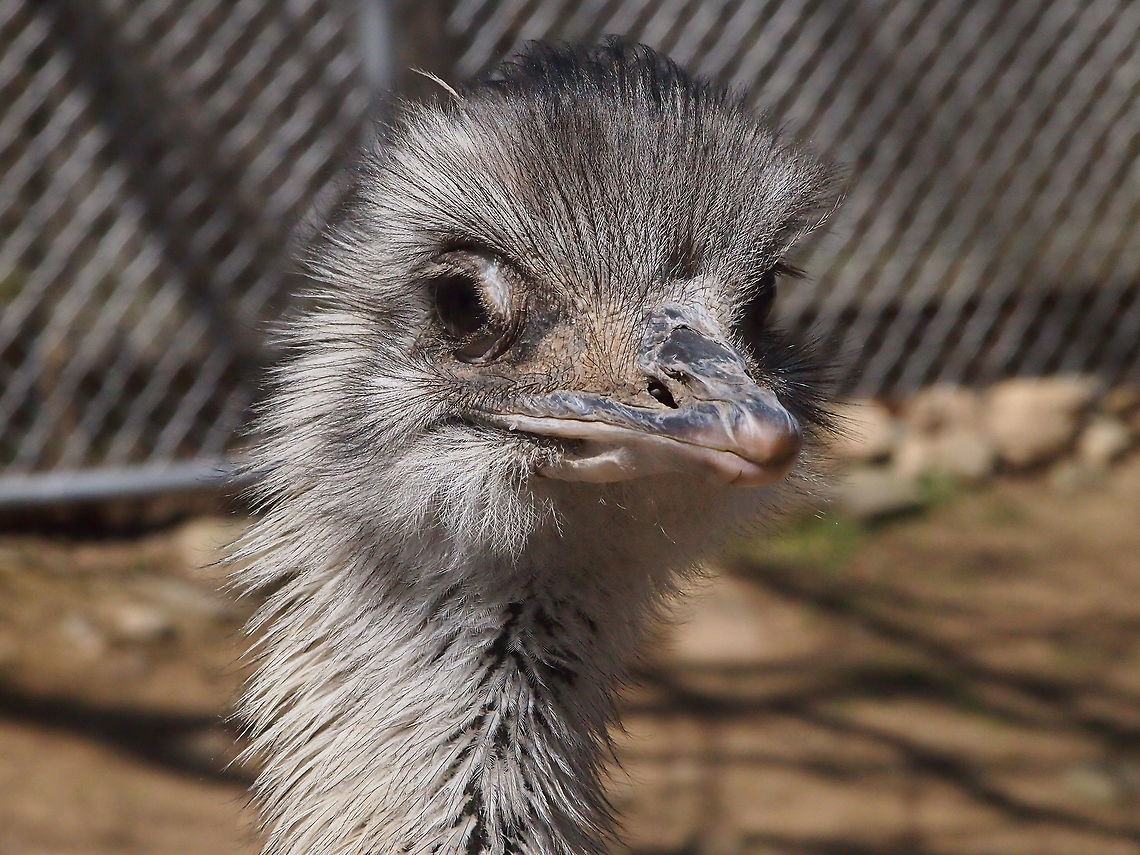Greater Rhea (Rhea Americana)  Animal,Bird,Bridgeport,Connecticut,Connecticut's Beardsley Zoo,Geotagged,Greater Rhea,Nature,Rhea,Rhea americana,Rheidae,Rheiformes,United States,United States of America,Vertebrate,Winter,Zoo