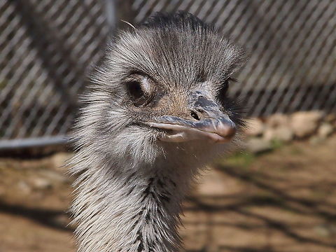 Greater Rhea (Rhea Americana)  Animal,Bird,Bridgeport,Connecticut,Connecticut's Beardsley Zoo,Geotagged,Greater Rhea,Nature,Rhea,Rhea americana,Rheidae,Rheiformes,United States,United States of America,Vertebrate,Winter,Zoo