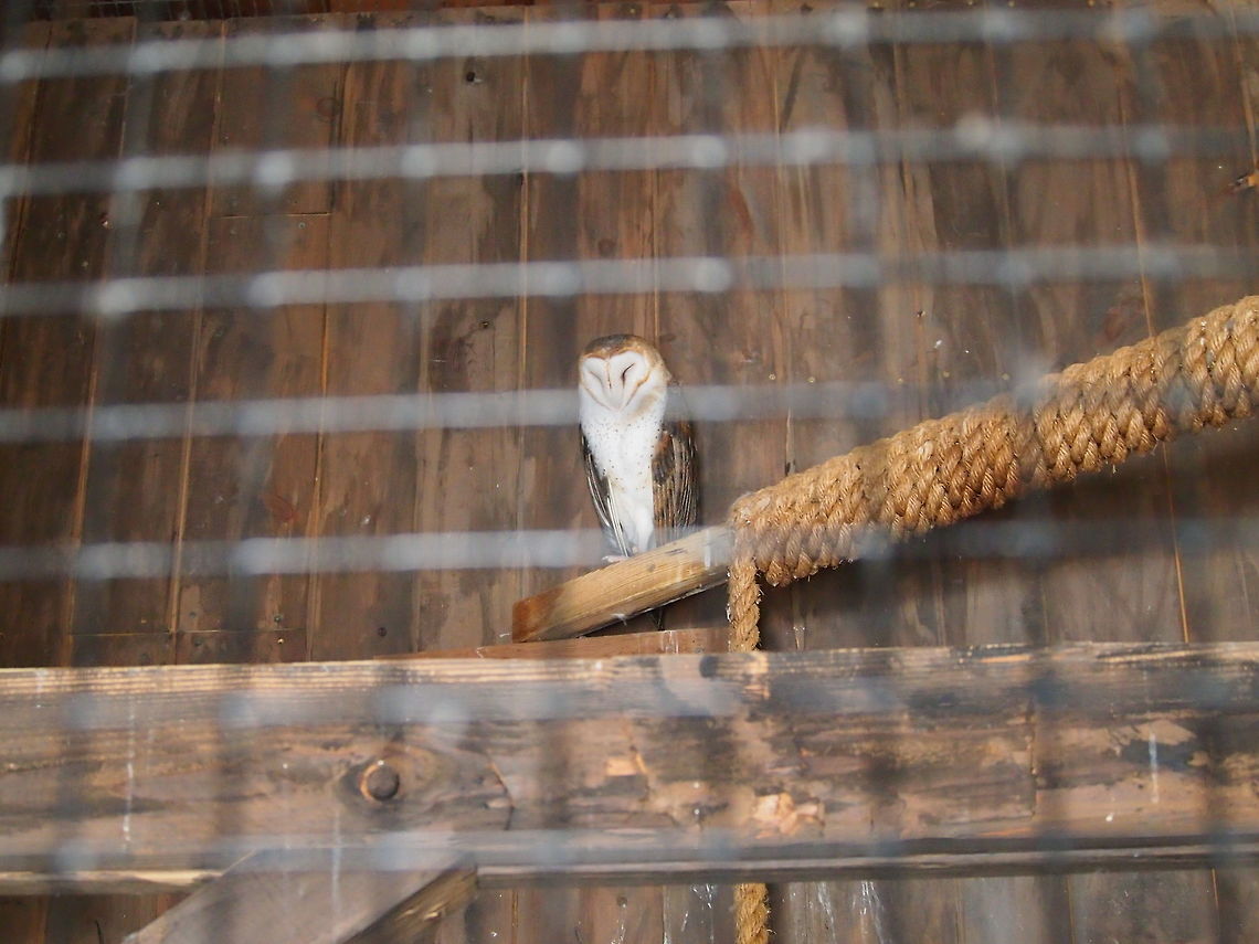 Common Barn Owl (Tyto alba)  Animal,Barn Owl,Bird,Bridgeport,Common Barn Owl,Connecticut,Connecticut's Beardsley Zoo,Geotagged,Nature,Owl,Strigiformes,Tyto,Tyto alba,Tytonidae,United States,United States of America,Vertebrate,Winter,Zoo