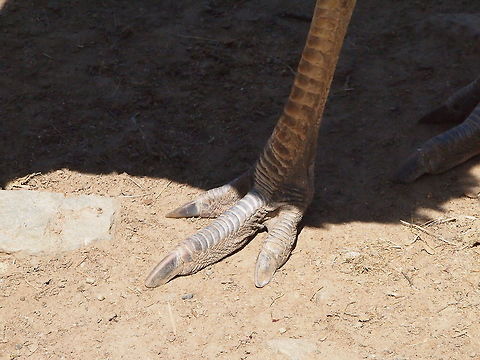 Greater Rhea Foot (Rhea Americana)  Animal,Bird,Bridgeport,Connecticut,Connecticut's Beardsley Zoo,Geotagged,Greater Rhea,Nature,Rhea,Rhea americana,Rheidae,Rheiformes,United States,United States of America,Vertebrate,Zoo