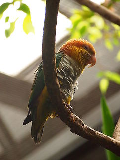 White-bellied Parrot (Pionites leucogaster)  Animal,Arinae,Bird,Bridgeport,Caique,Connecticut,Connecticut's Beardsley Zoo,Green-thighed parrot,Nature,Neotropical Parrot,Parrot,Pionites,Pionites leucogaster,Psittacidae,Psittaciformes,Psittacoidea,True Parrot,United States,United States of America,Vertebrate