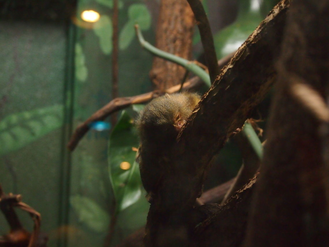 Pygmy marmoset (Cebuella pygmaea)  Animal,Bridgeport,Callitrichidae,Cebuella,Cebuella pygmaea,Connecticut,Connecticut's Beardsley Zoo,Geotagged,Mammal,Marmoset,Nature,Primate,Pygmy Marmoset,Pygmy marmoset,United States,United States of America,Vertebrate,Winter,Zoo