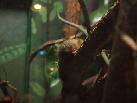 Pygmy marmoset (Cebuella pygmaea)  Animal,Bridgeport,Callitrichidae,Cebuella,Cebuella pygmaea,Connecticut,Connecticut's Beardsley Zoo,Geotagged,Mammal,Marmoset,Nature,Primate,Pygmy Marmoset,Pygmy marmoset,United States,United States of America,Vertebrate,Winter,Zoo