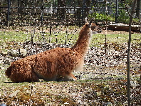 Llama (Lama glama)  Animal,Artiodactyla,Bridgeport,Camelidae,Connecticut,Connecticut's Beardsley Zoo,Even-toed ungulate,Geotagged,Lama,Lama glama,Llama,Mammal,Nature,United States,United States of America,Vertebrate,Winter,Zoo