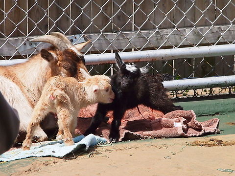 Domestic Goat family (Capra aegagrus hircus)  Animal,Artiodactyla,Bovidae,Bridgeport,Capra,Capra aegagrus,Capra aegagrus hircus,Caprinae,Connecticut,Connecticut's Beardsley Zoo,Domestic Goat,Even-toed ungulate,Geotagged,Mammal,Nature,United States,United States of America,Vertebrate,Winter,Zoo