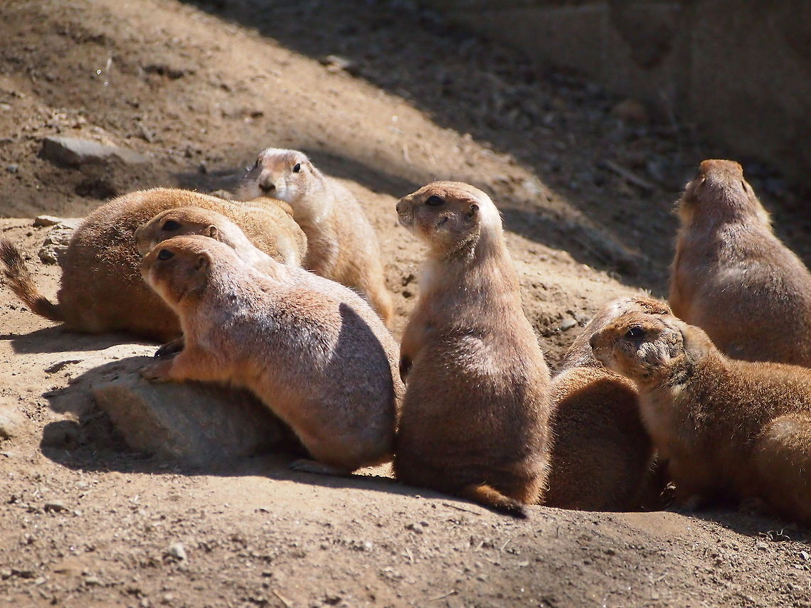 Black-tailed prairie dog (Cynomys ludovicians)  Animal,Black-tailed Prairie Dog,Black-tailed prairie dog,Bridgeport,Connecticut,Connecticut's Beardsley Zoo,Cynomys,Cynomys ludovicianus,Geotagged,Ground Squirrel,Mammal,Marmotini,Nature,Prairie dog,Rodent,Rodentia,Sciuridae,Squirrel,United States