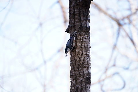White-breasted Nuthatch (Sitta carolinensis)  Animal,Bird,Geotagged,Mendon Ponds County Park,Nature,New York State,Nuthatch,Passeriformes,Perching Bird,Rochester,Sitta,Sitta carolinensis,Sittidae,United States,United States of America,Vertebrate,White-breasted Nuthatch,White-breasted nuthatch