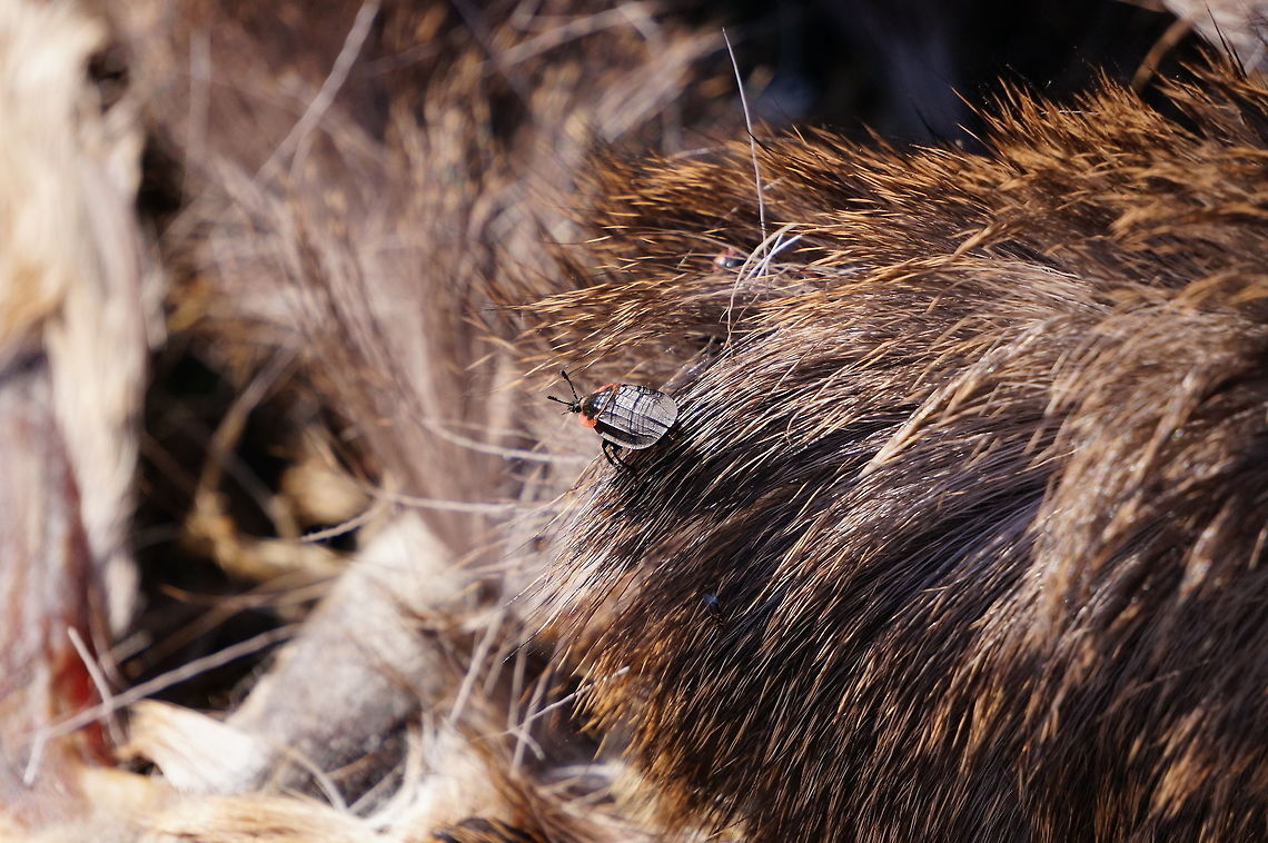 Oiceoptoma noveboracense This beetle is one of the many little critters finishing off what was left of a white-tailed deer.<br />
So much of the insides of the deer had been eaten away that, when I first saw it, I thought somebody had left a costume of some sort on the ground. It wasn&#039;t until I got a little closer that I realized it was a deer carcass. Animal,Arthropod,Beetle,Carrion Beetle,Coleoptera,Geotagged,Insect,Mendon Ponds County Park,Nature,New York State,Oiceoptoma,Oiceoptoma noveboracense,Rochester,Silphidae,Spring,United States,United States of America