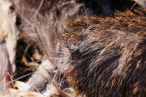 Oiceoptoma noveboracense This beetle is one of the many little critters finishing off what was left of a white-tailed deer.
So much of the insides of the deer had been eaten away that, when I first saw it, I thought somebody had left a costume of some sort on the ground. It wasn't until I got a little closer that I realized it was a deer carcass. Animal,Arthropod,Beetle,Carrion Beetle,Coleoptera,Geotagged,Insect,Mendon Ponds County Park,Nature,New York State,Oiceoptoma,Oiceoptoma noveboracense,Rochester,Silphidae,Spring,United States,United States of America