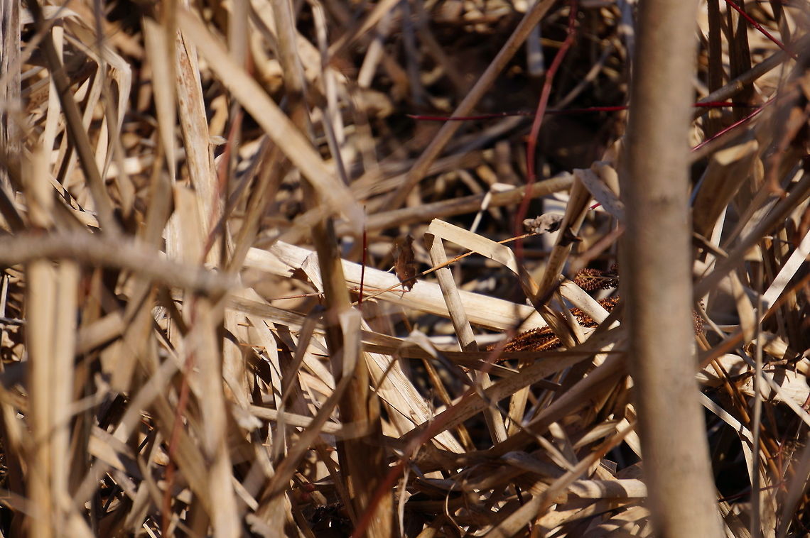 Eastern Comma (Polygonia comma) You can just barely make out the white comma on the underside in this shot.<br />
When I was searching to identify this guy, I was a little disappointed that it didn&#039;t end up being a &quot;Question Mark&quot;.<br />
<br />
I now have a new goal though... to take photos of all animals named after punctuation! Although even finding a list of them might be hard... Animal,Arthropod,Butterfly,Eastern Comma,Geotagged,Insect,Lepidoptera,Mendon Ponds County Park,Nature,New York State,Nymphalidae,Nymphalini,Polygonia,Polygonia comma,Rochester,Spring,United States,United States of America