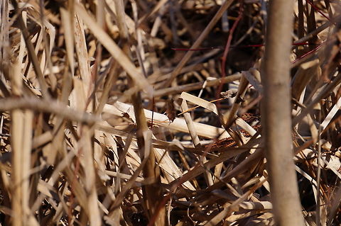 Eastern Comma (Polygonia comma) You can just barely make out the white comma on the underside in this shot.
When I was searching to identify this guy, I was a little disappointed that it didn't end up being a "Question Mark".

I now have a new goal though... to take photos of all animals named after punctuation! Although even finding a list of them might be hard... Animal,Arthropod,Butterfly,Eastern Comma,Geotagged,Insect,Lepidoptera,Mendon Ponds County Park,Nature,New York State,Nymphalidae,Nymphalini,Polygonia,Polygonia comma,Rochester,Spring,United States,United States of America