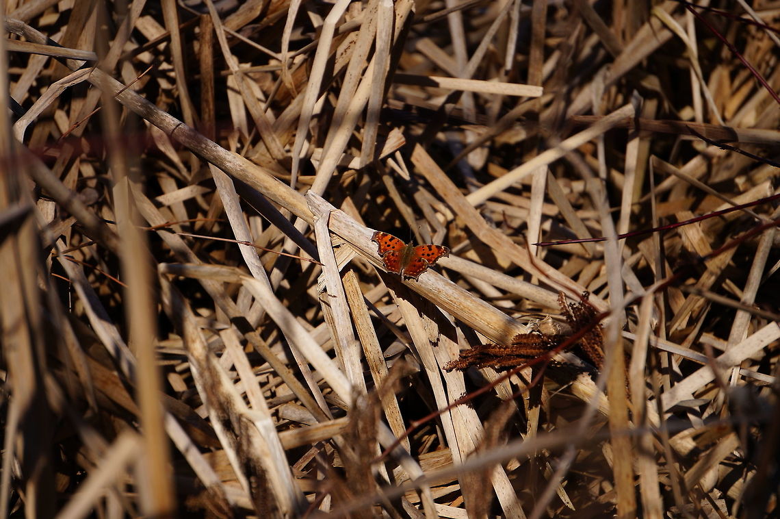 Eastern Comma (Polygonia comma)  Animal,Arthropod,Butterfly,Eastern Comma,Geotagged,Insect,Lepidoptera,Mendon Ponds County Park,Nature,New York State,Nymphalidae,Nymphalini,Polygonia,Polygonia comma,Rochester,Spring,United States,United States of America