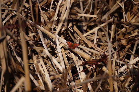 Eastern Comma (Polygonia comma)  Animal,Arthropod,Butterfly,Eastern Comma,Geotagged,Insect,Lepidoptera,Mendon Ponds County Park,Nature,New York State,Nymphalidae,Nymphalini,Polygonia,Polygonia comma,Rochester,Spring,United States,United States of America