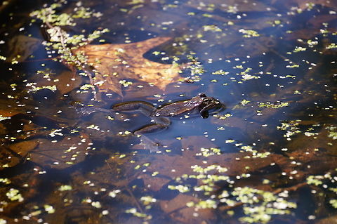 Wood Frog (Lithobates sylvaticus)  Amphibian,Animal,Anura,Frog,Geotagged,Lithobates,Lithobates sylvaticus,Mendon Ponds County Park,Nature,New York State,Ranidae,Ranoidea,Rochester,Spring,True Frog,United States,United States of America,Vertebrate,Wood Frog