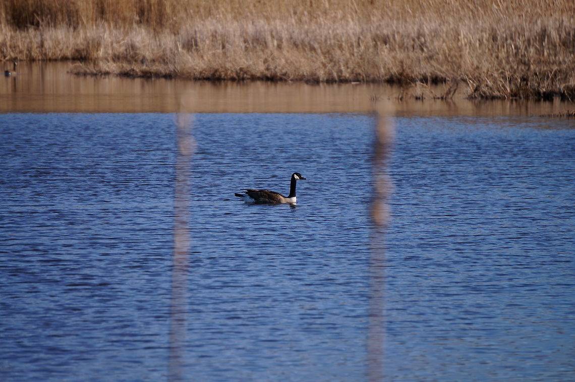 Canadian Goose (Branta canadensis)  Anatidae,Animal,Anseriformes,Anserini,Bird,Black Goose,Branta,Branta canadensis,Canada goose,Canadian Goose,Geotagged,Goose,Mendon Ponds County Park,Nature,New York State,Rochester,Spring,United States,United States of America