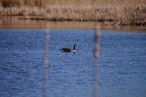 Canadian Goose (Branta canadensis)  Anatidae,Animal,Anseriformes,Anserini,Bird,Black Goose,Branta,Branta canadensis,Canada goose,Canadian Goose,Geotagged,Goose,Mendon Ponds County Park,Nature,New York State,Rochester,Spring,United States,United States of America