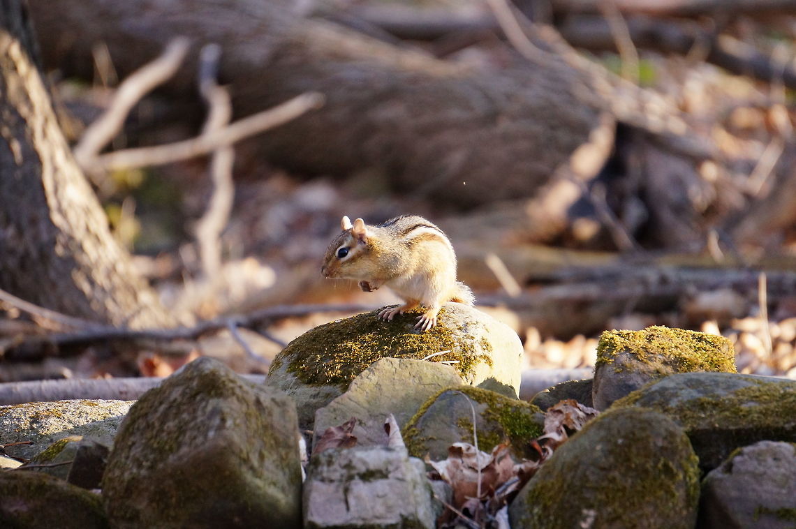 Eastern Chipmunk (Tamias striatus "quasimodus")  Animal,Chipmunk,Eastern Chipmunk,Eastern chipmunk,Geotagged,Mammal,Mendon Ponds County Park,Nature,New York State,Rochester,Rodent,Rodentia,Sciuridae,Spring,Squirrel,Tamias,Tamias striatus,United States,United States of America